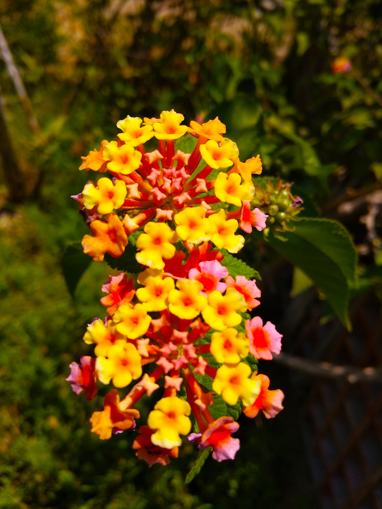 Xiaomi Redmi 5A sample photo