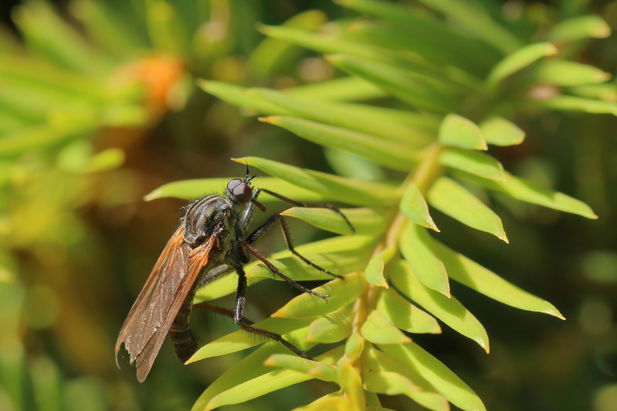 Canon EF 100mm F2.8L Macro IS USM sample photo. Robber fly photography
