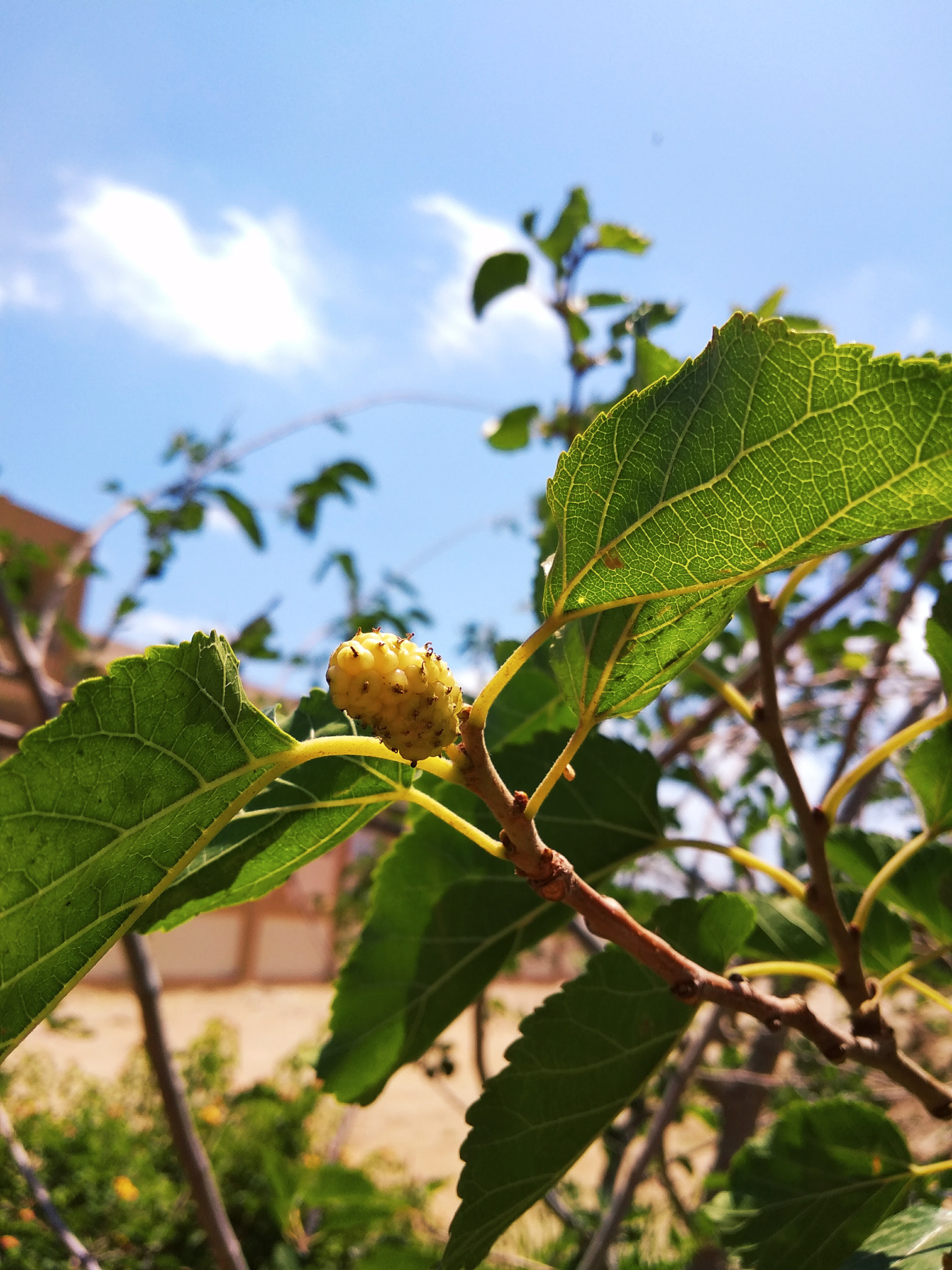 Xiaomi Redmi 5A sample photo