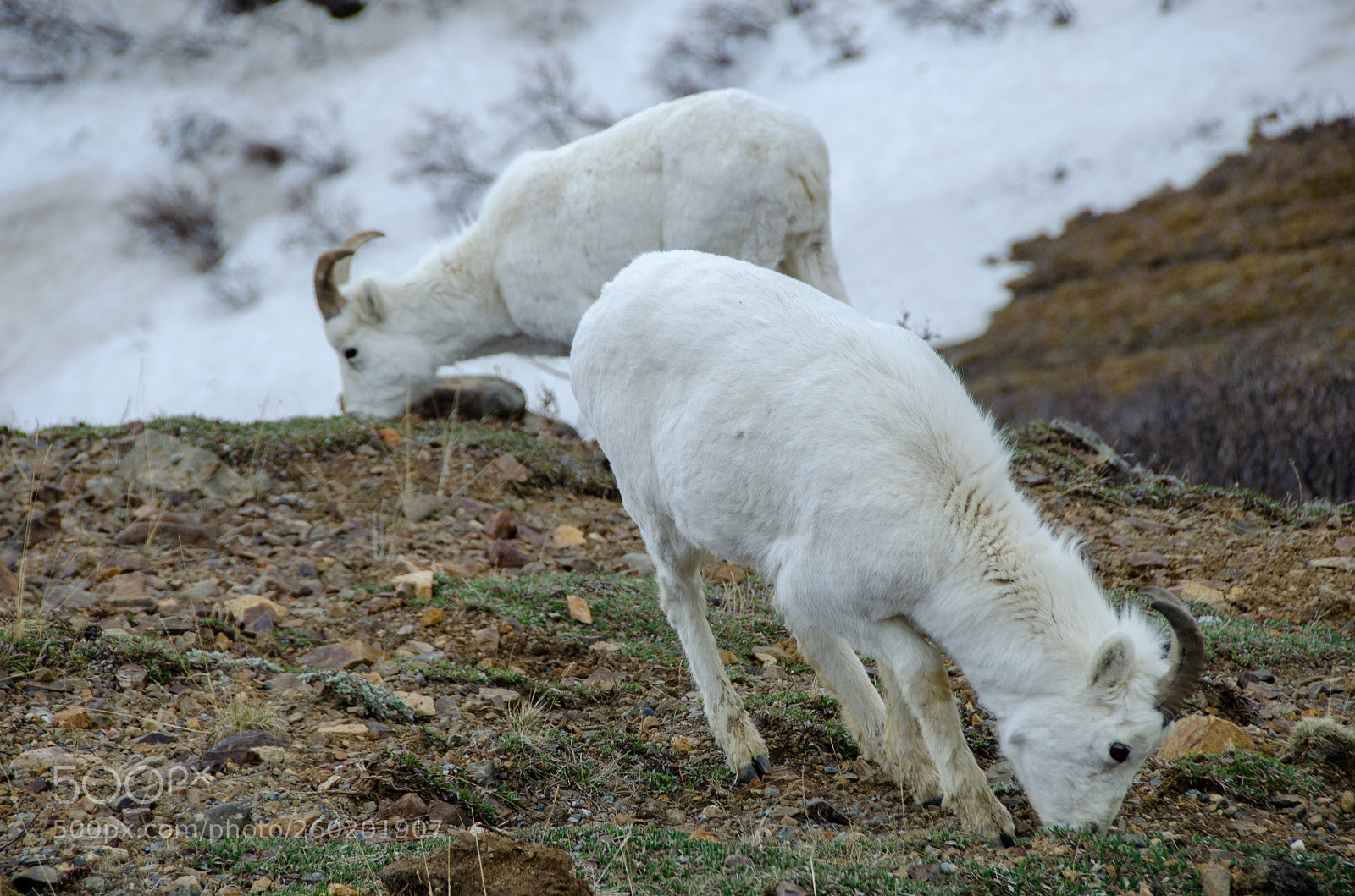 Nikon D5100 sample photo. Dall sheep photography