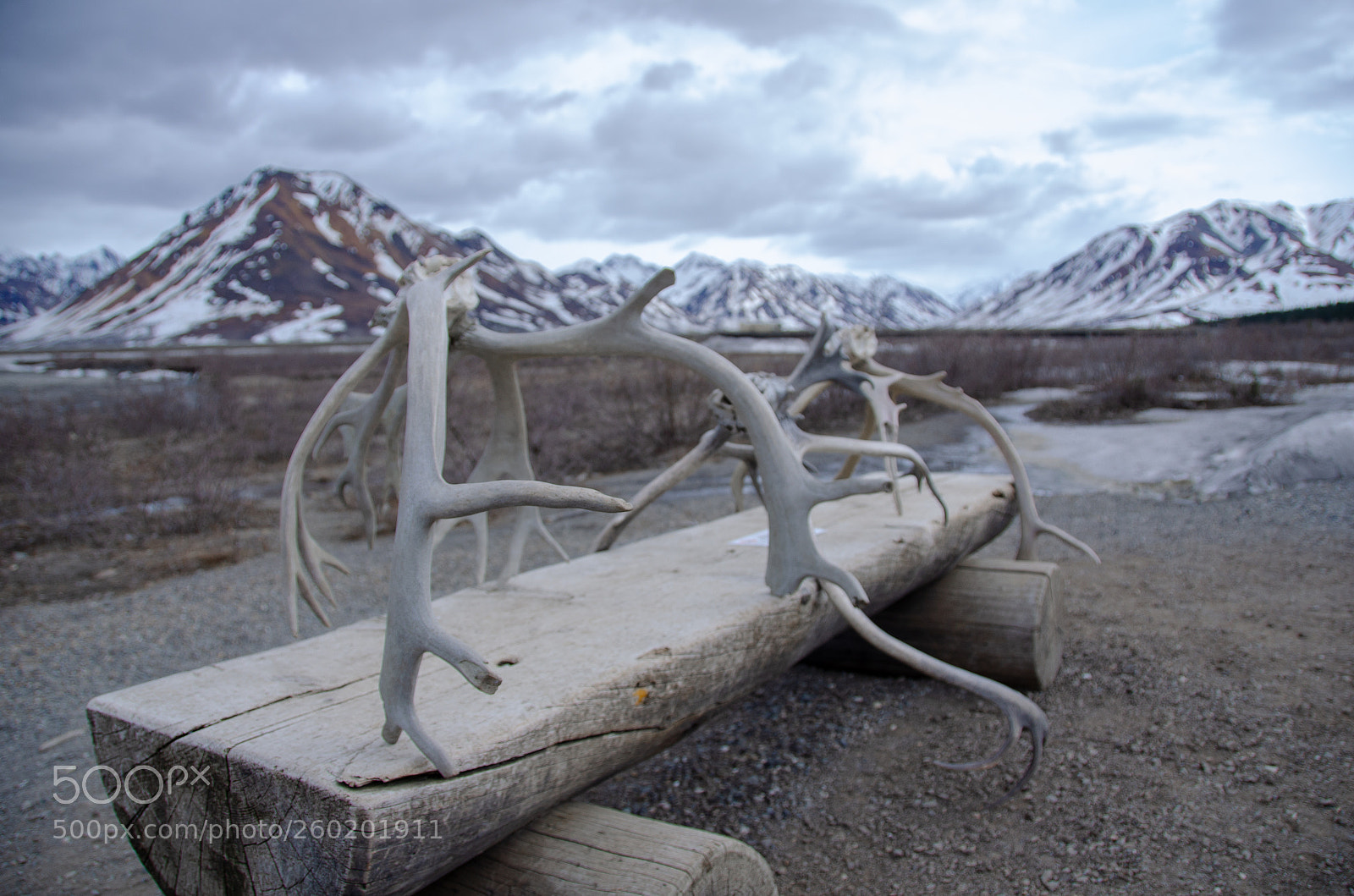 Nikon D5100 sample photo. Antlers photography