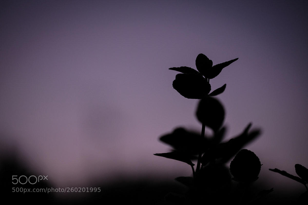 Fujifilm X-E3 sample photo. Magic light photography