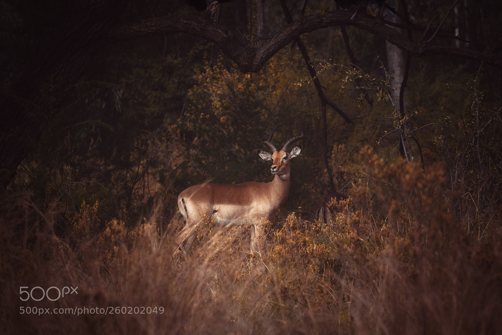 Nikon D750 sample photo. Impala in an autumn photography