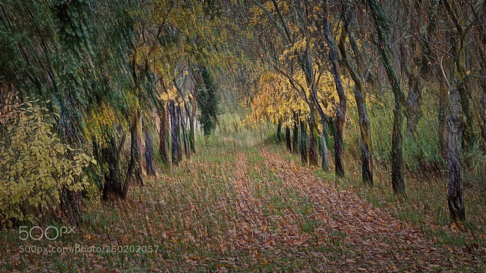 Canon EOS 70D sample photo. The living forest photography