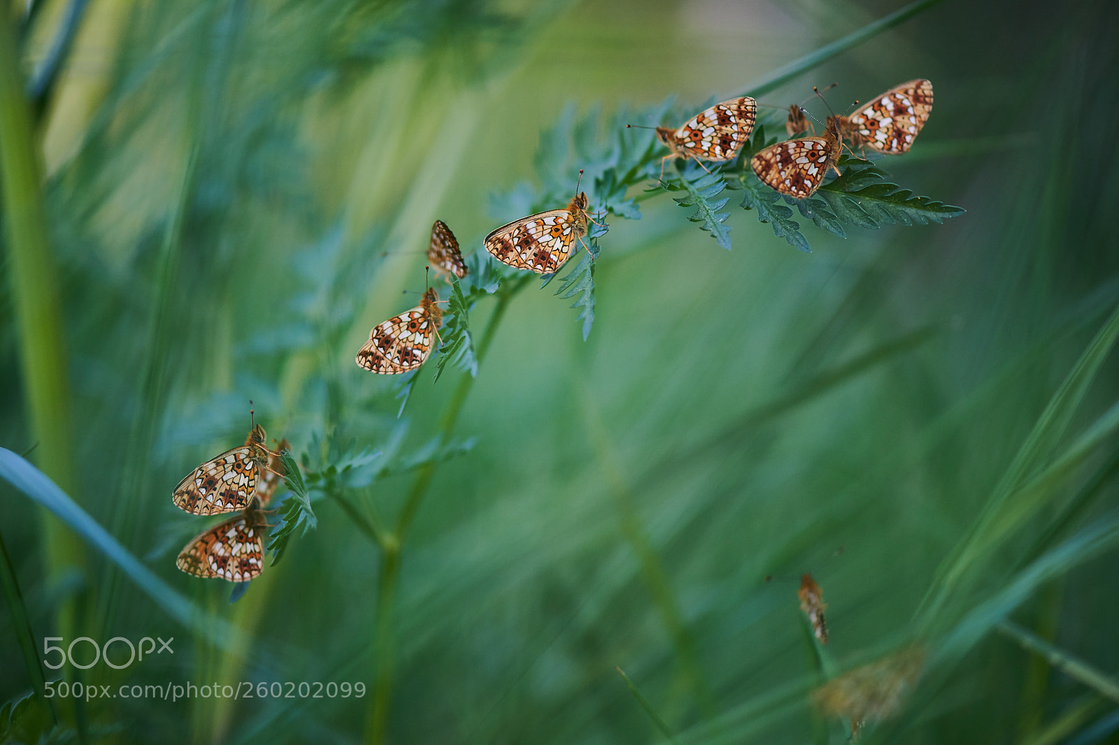 Nikon D850 sample photo. Meeting. photography