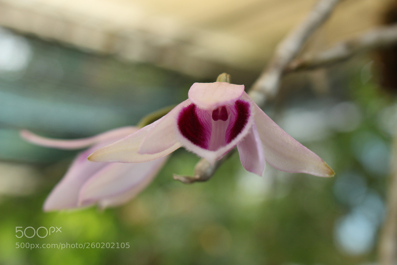 Canon EOS 700D (EOS Rebel T5i / EOS Kiss X7i) sample photo. Img photography