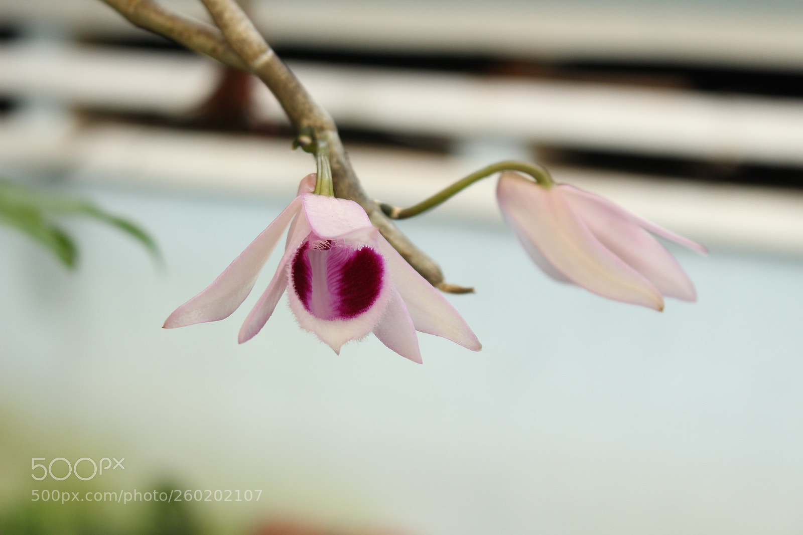 Canon EOS 700D (EOS Rebel T5i / EOS Kiss X7i) sample photo. Img photography