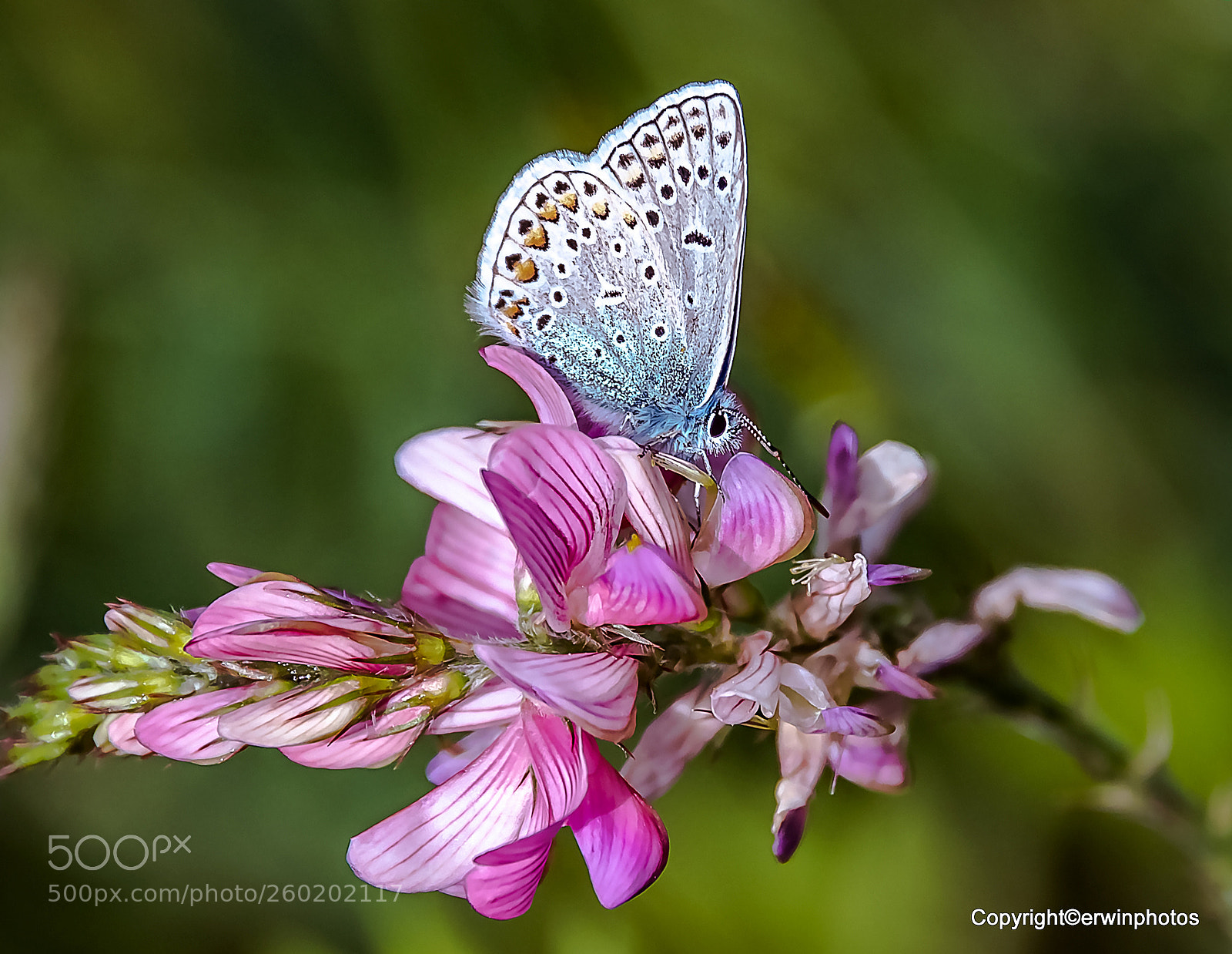 Nikon D750 sample photo. Himmelblauer bl uling m photography