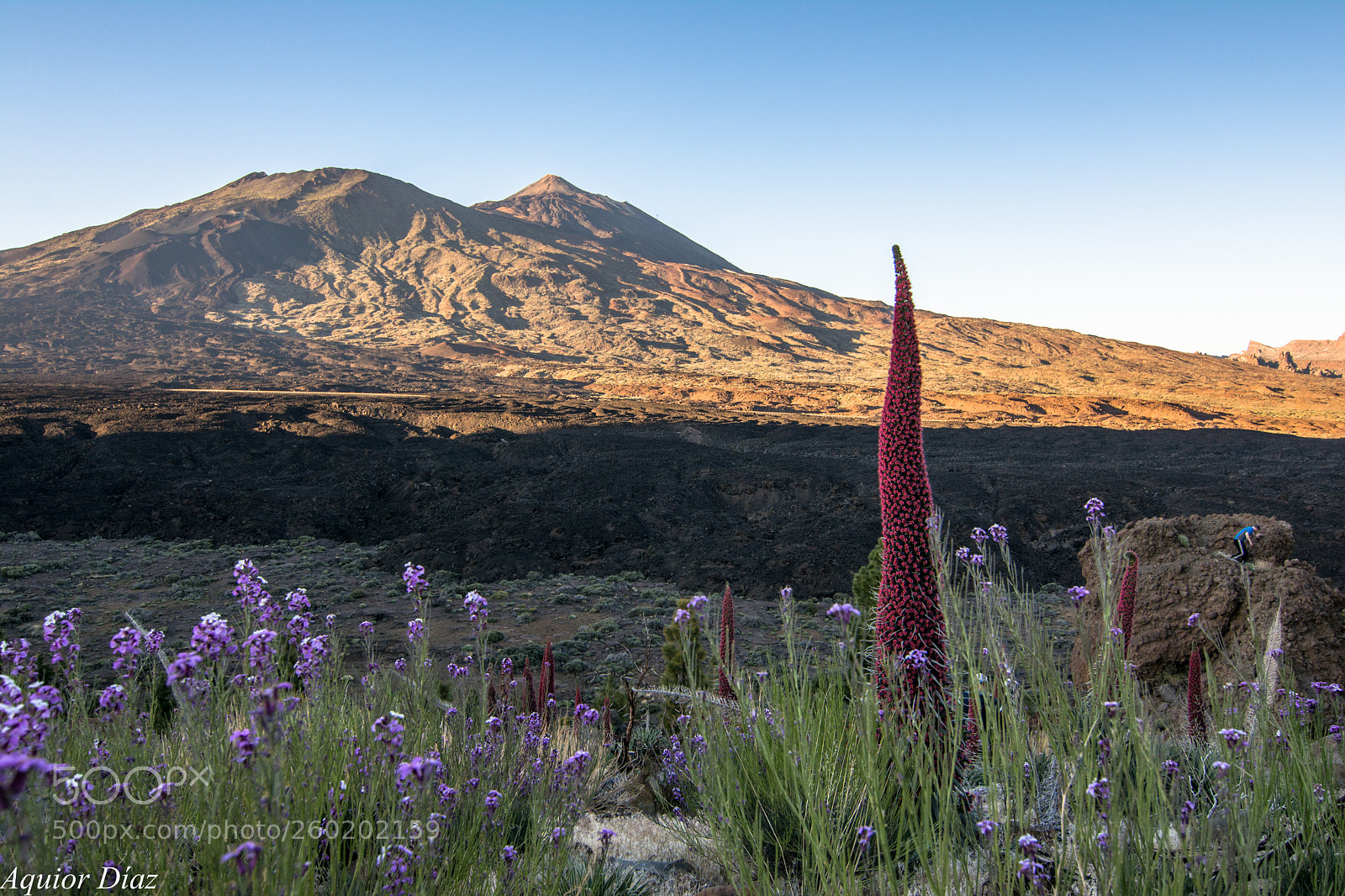 Nikon D7100 sample photo. Tajinastes y el teide photography