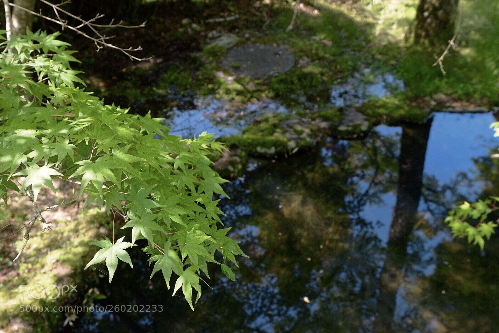 Fujifilm X-T1 sample photo. Maple leaves over a photography