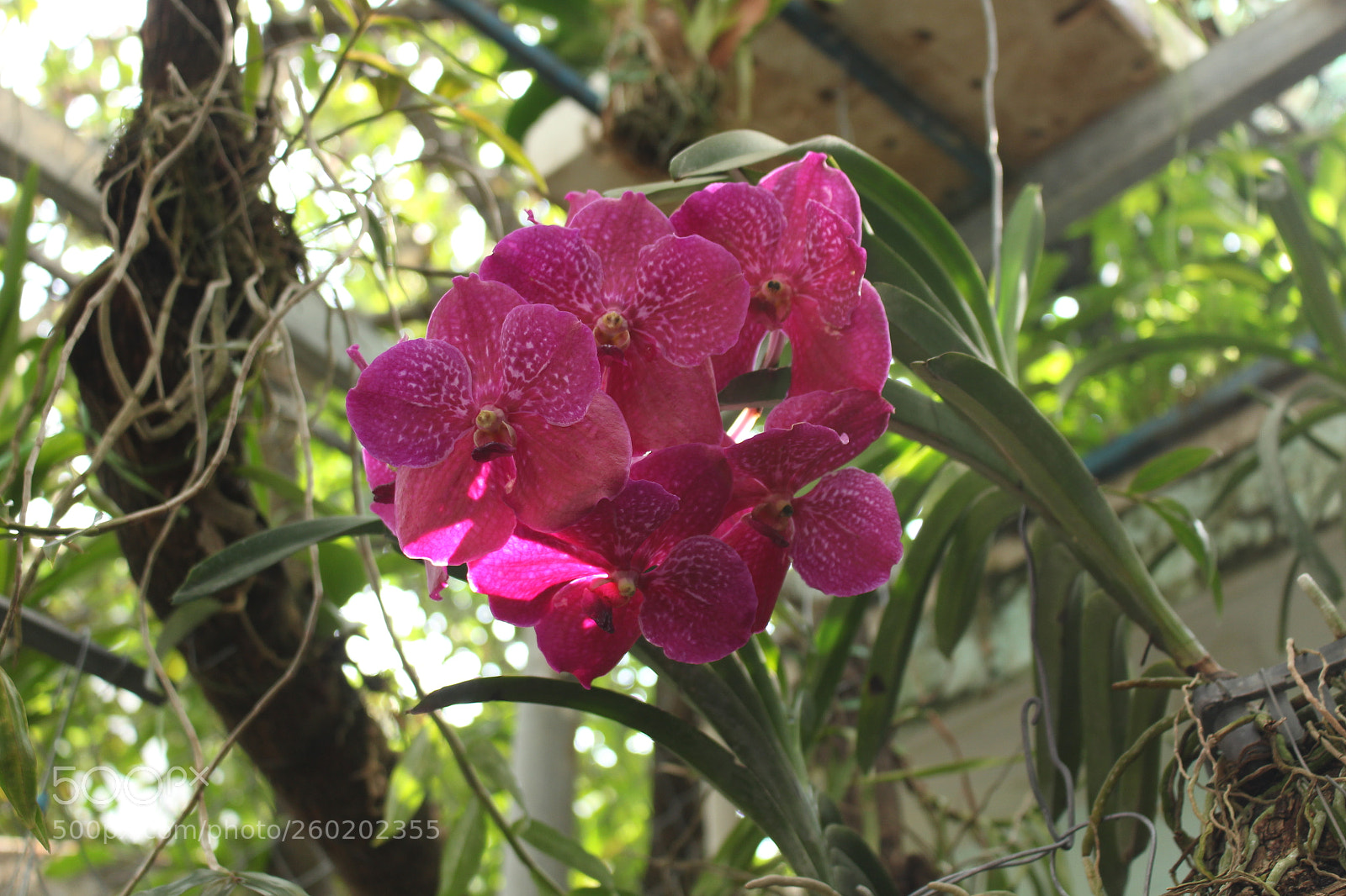 Canon EOS 700D (EOS Rebel T5i / EOS Kiss X7i) sample photo. Img photography