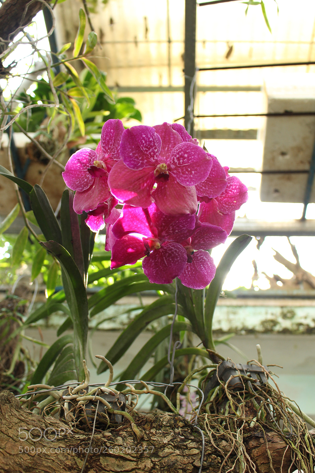Canon EOS 700D (EOS Rebel T5i / EOS Kiss X7i) sample photo. Img photography