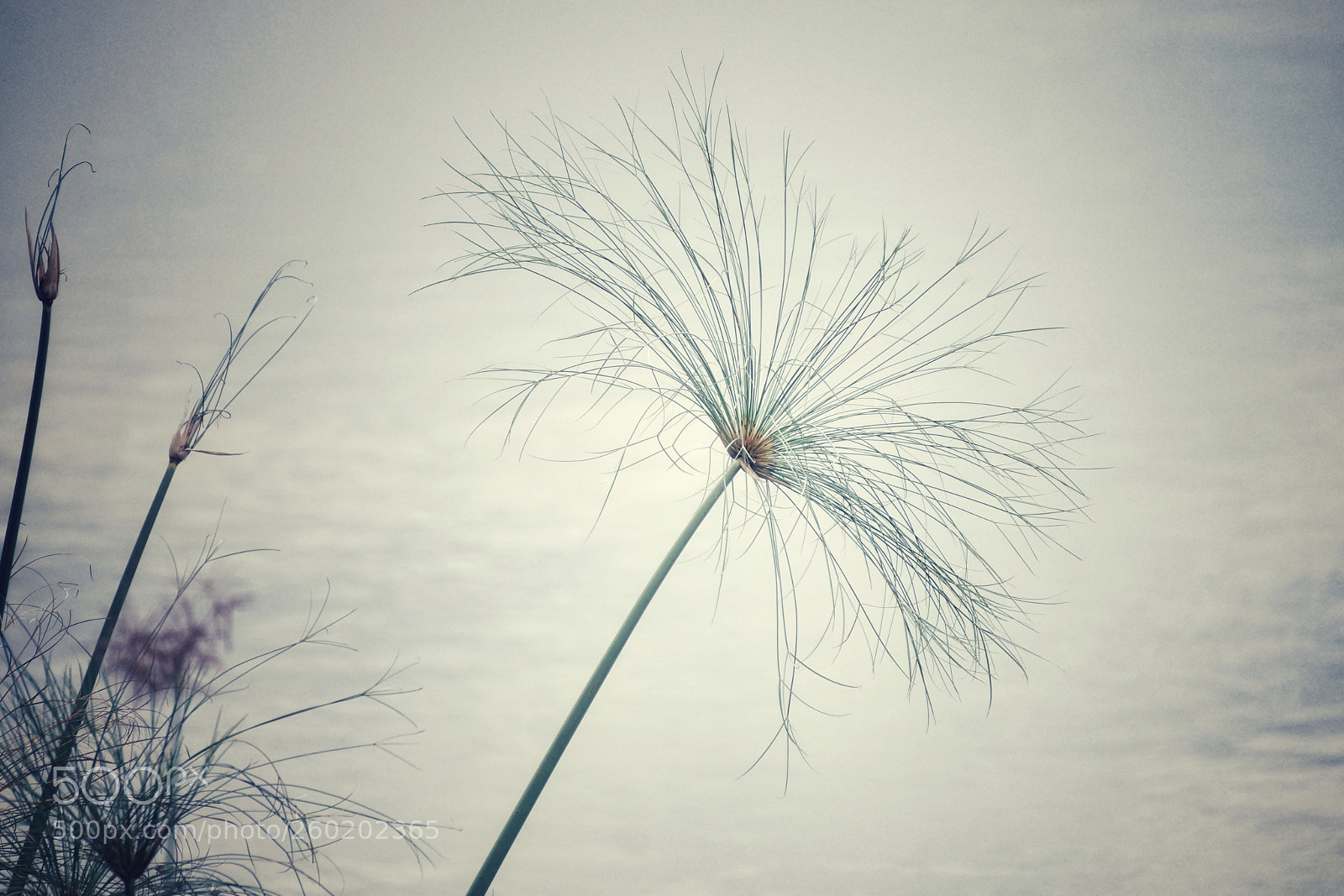 Sony SLT-A77 sample photo. Papyrus photography