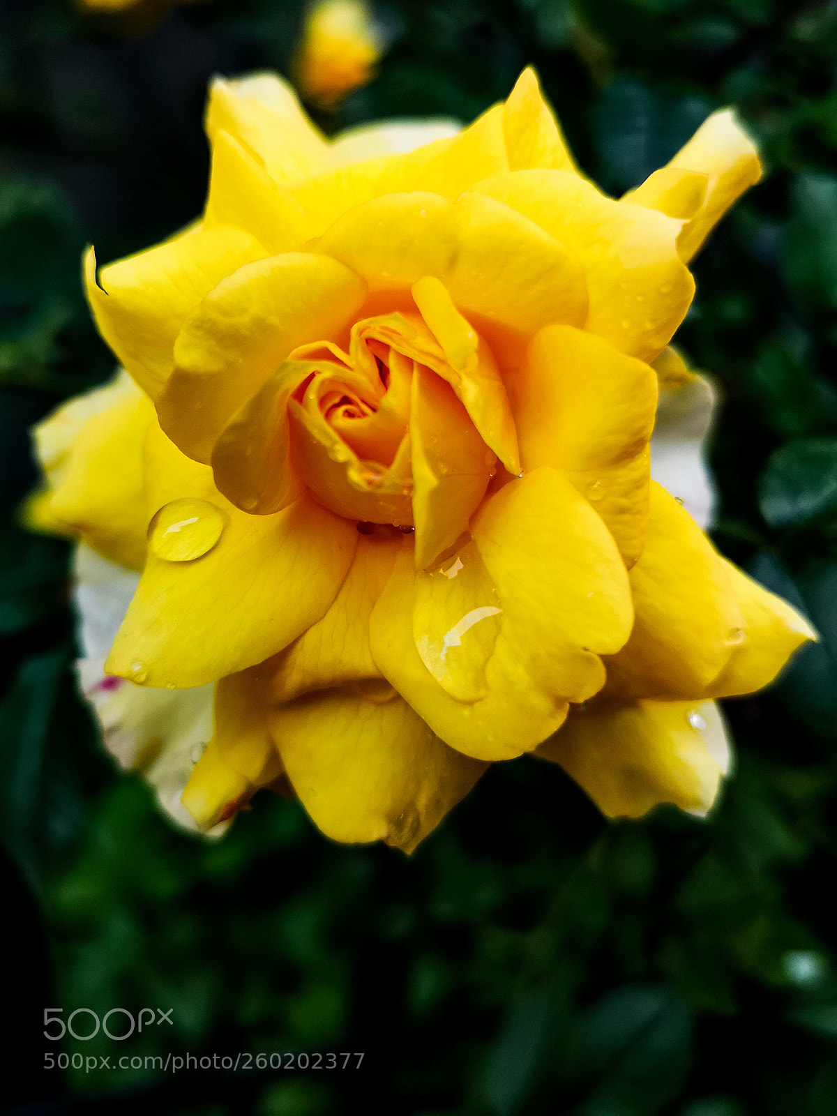 HUAWEI CLT-L09 sample photo. Yellow drops photography