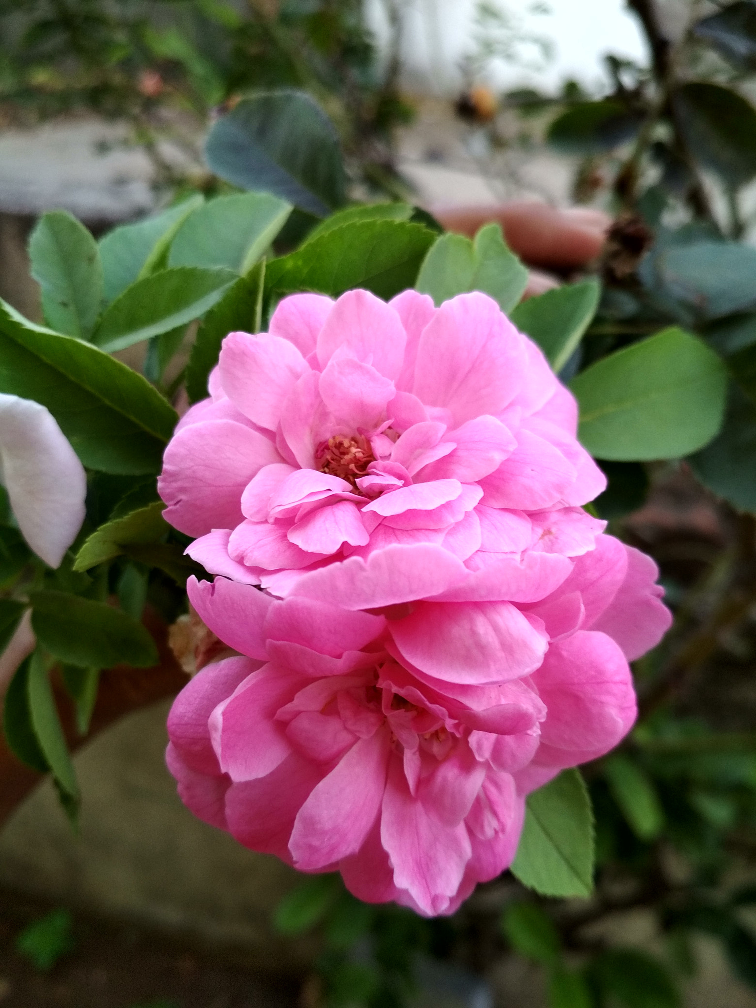 Xiaomi Redmi 4 Pro sample photo. Hdr photography