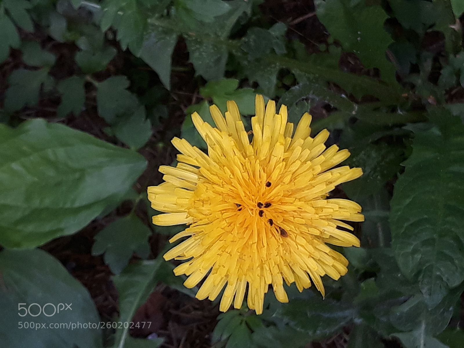 Samsung Galaxy J7 sample photo. Untitled photography
