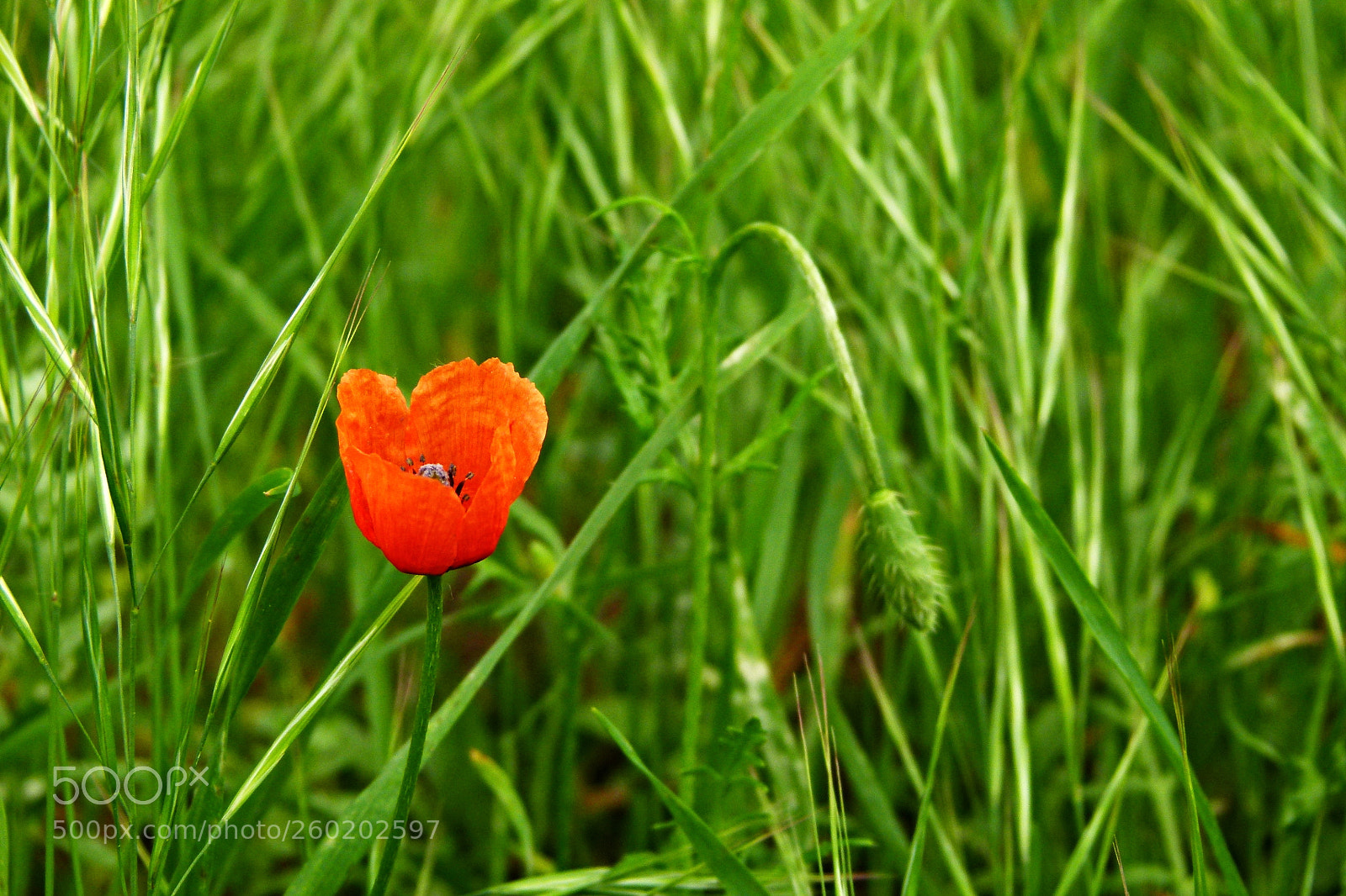 Panasonic Lumix DMC-FZ100 sample photo. A little live photography