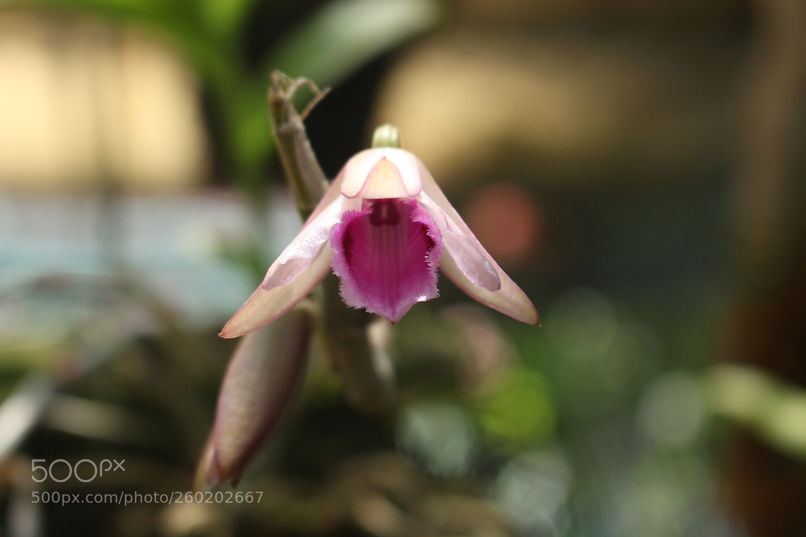 Canon EOS 700D (EOS Rebel T5i / EOS Kiss X7i) sample photo. Img photography