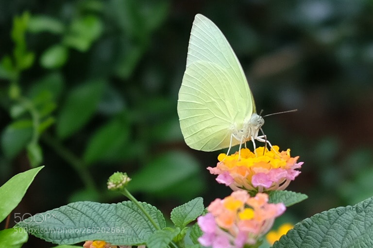 Fujifilm X-T10 sample photo. Untitled photography