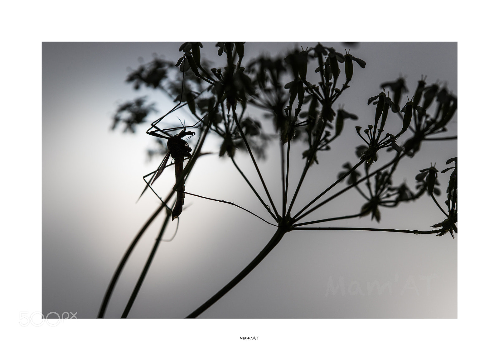 Canon EOS 6D Mark II sample photo. Silhouette photography