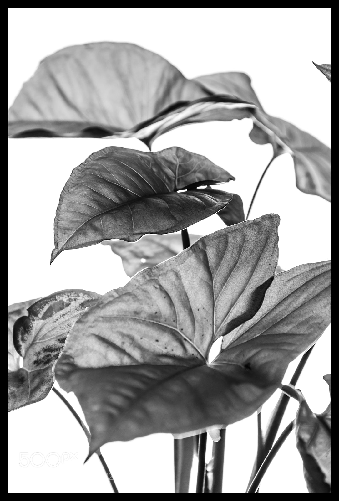 Nikon D5300 sample photo. Sketch or photo? photography