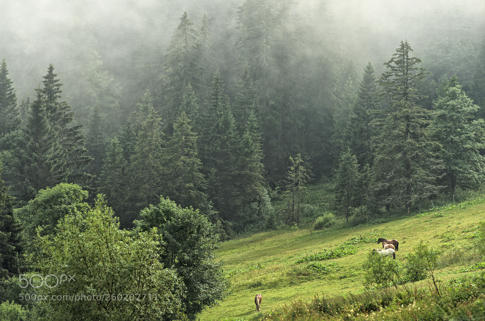 Pentax K-5 sample photo. Dark forest horses photography