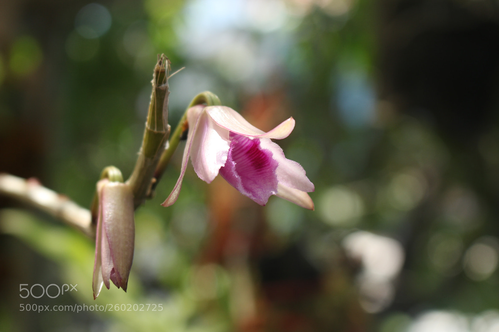 Canon EOS 700D (EOS Rebel T5i / EOS Kiss X7i) sample photo. Img photography