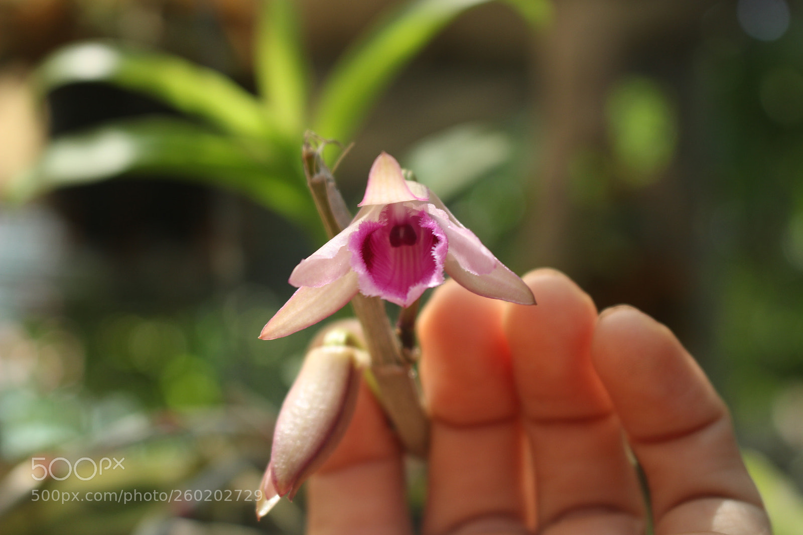 Canon EOS 700D (EOS Rebel T5i / EOS Kiss X7i) sample photo. Img photography