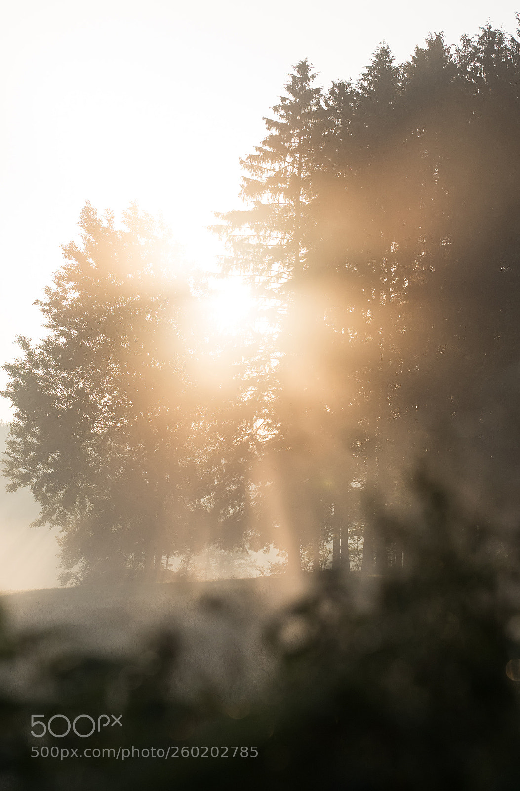 Nikon D750 sample photo. Good morning sunshine photography
