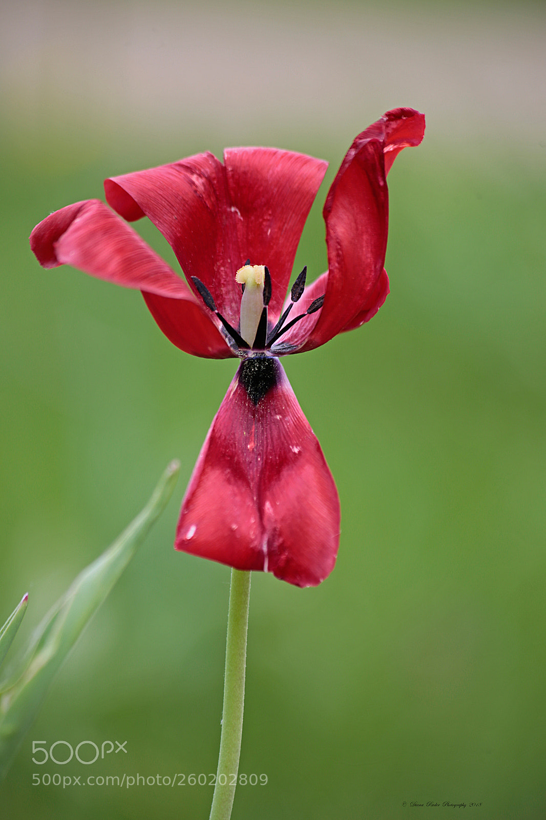 Canon EOS 6D sample photo. Past photography