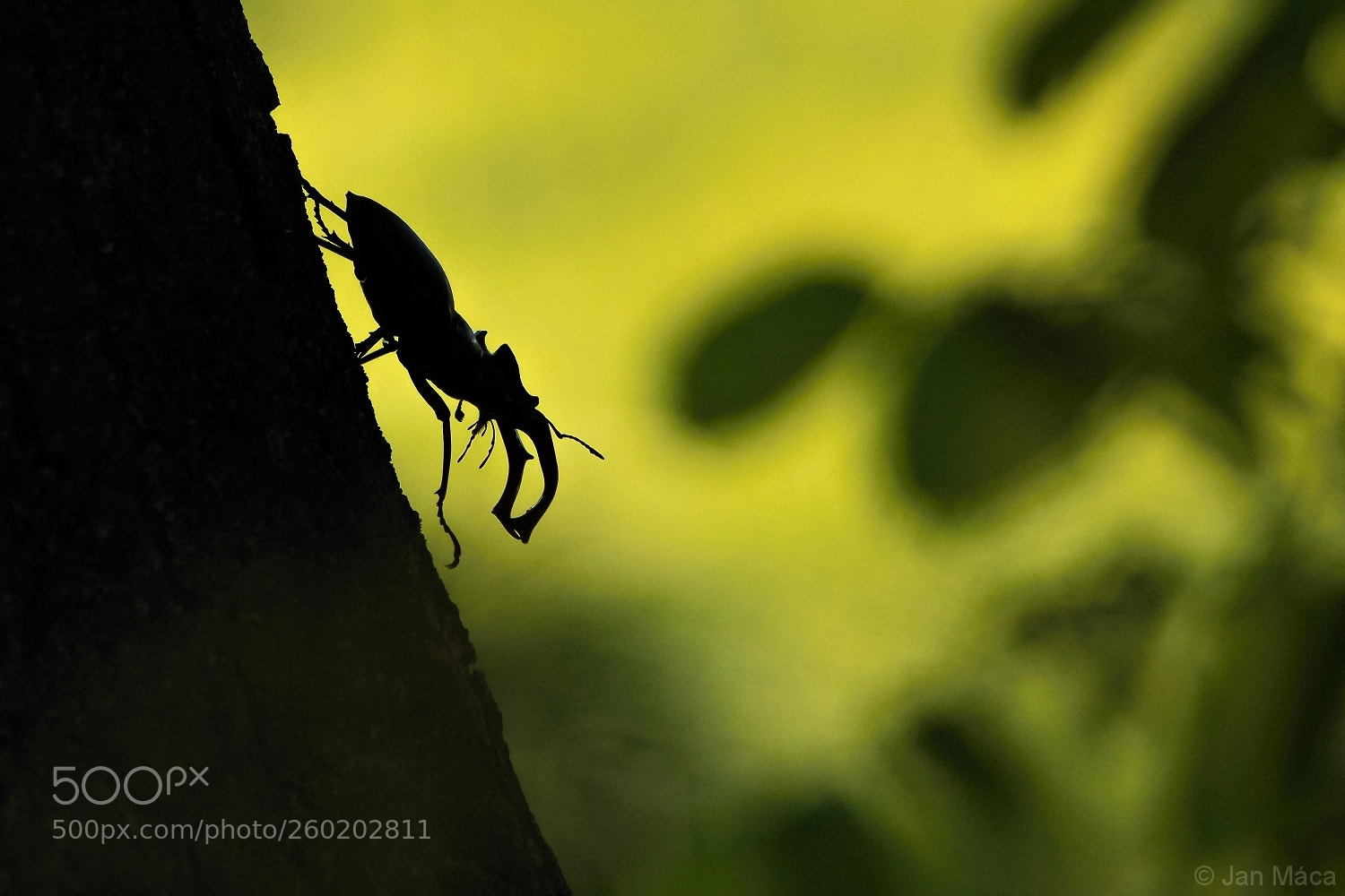 Sony ILCA-77M2 sample photo. Stag beetle photography