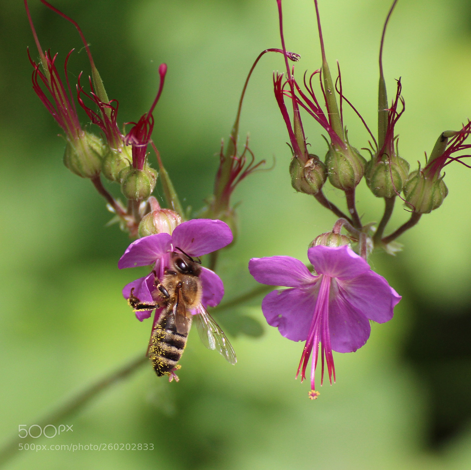 Canon EOS 700D (EOS Rebel T5i / EOS Kiss X7i) sample photo. Wildflower & happy bee photography
