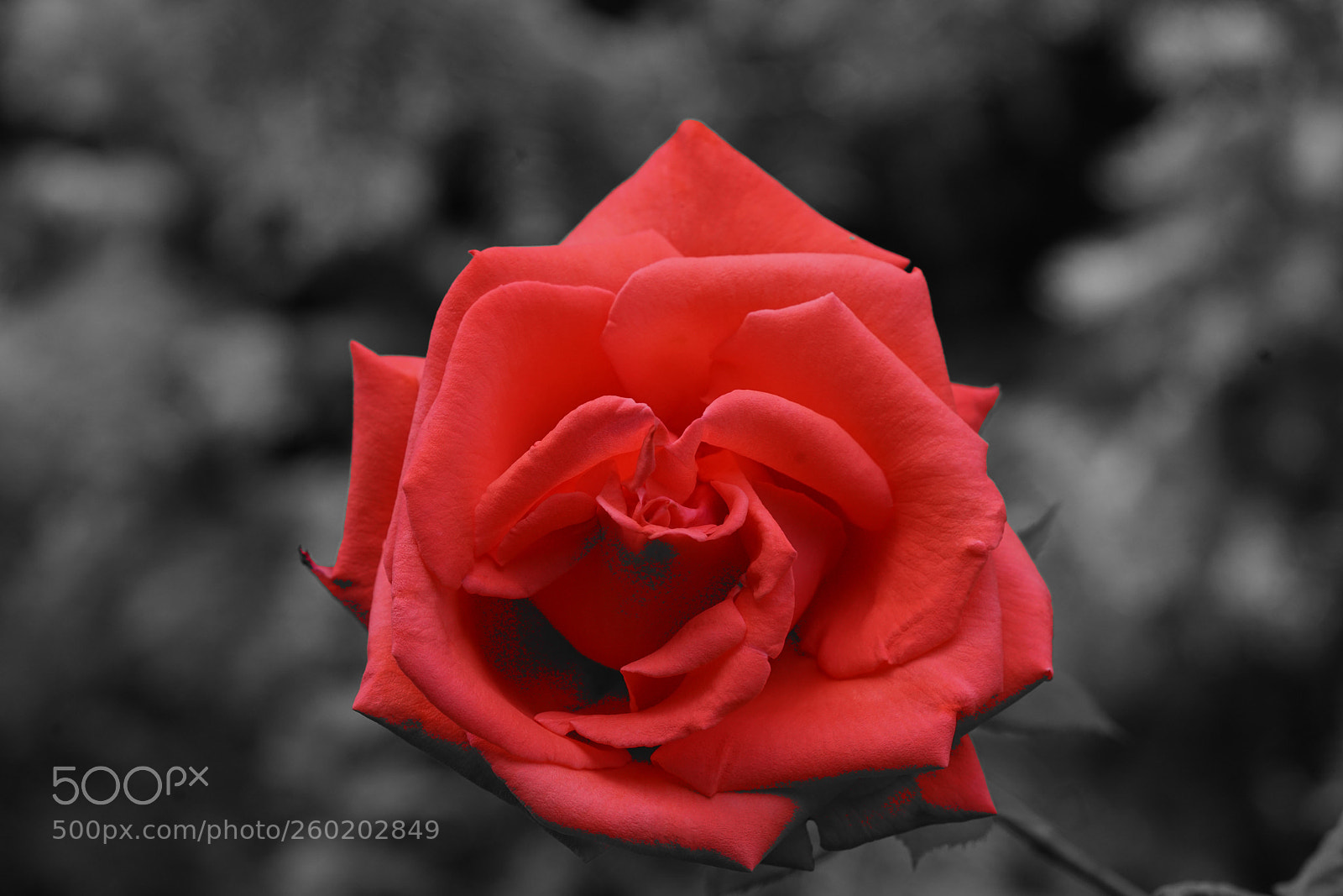 Sony a7R II sample photo. Rose photography