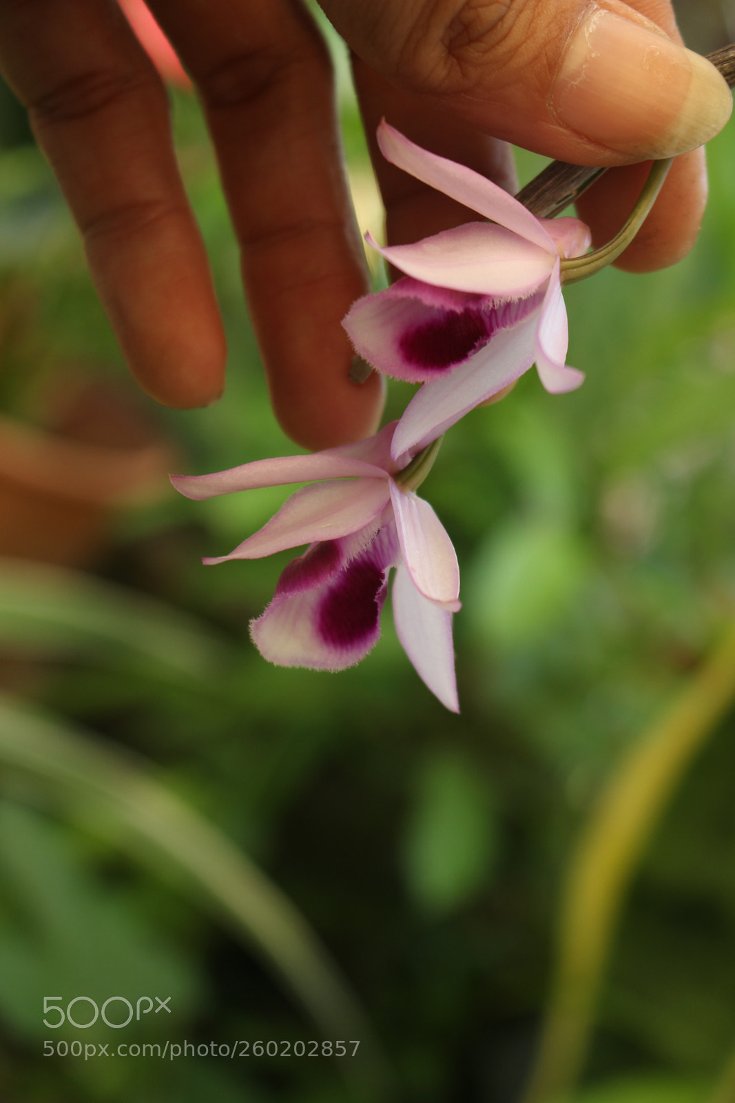 Canon EOS 700D (EOS Rebel T5i / EOS Kiss X7i) sample photo. Img photography