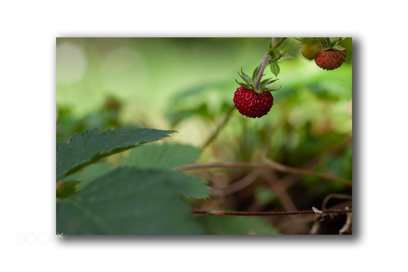 Canon EOS 5D Mark II sample photo. Fresilla photography