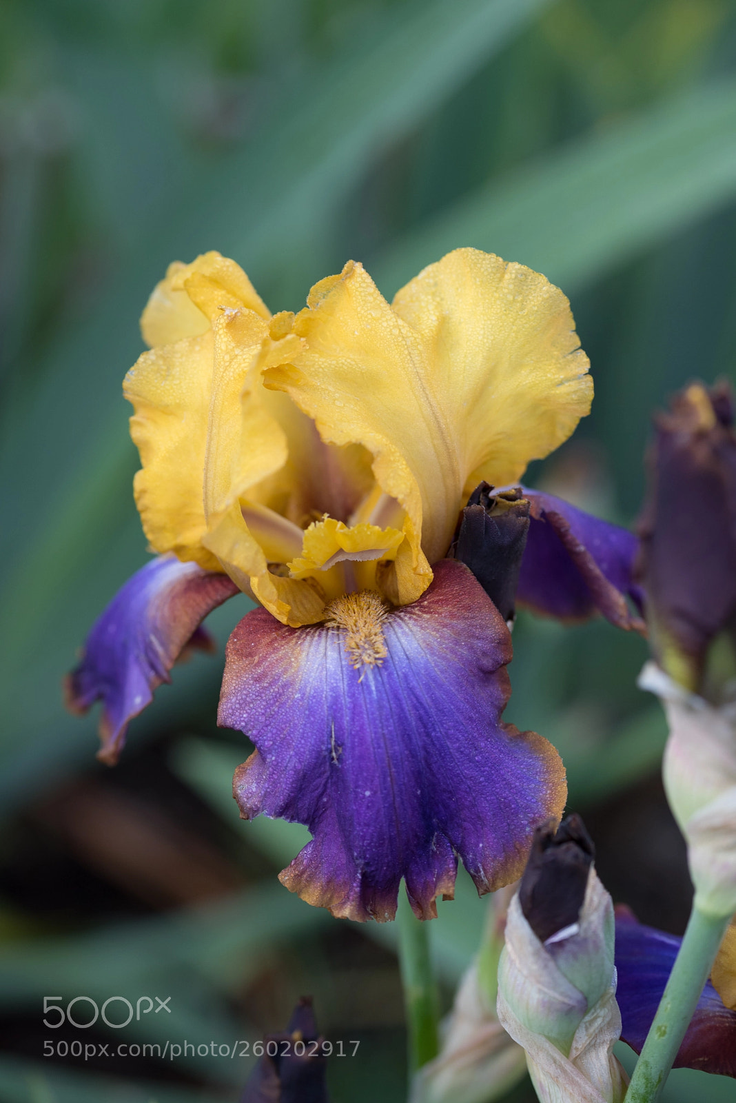 Nikon D750 sample photo. Iris crooked little smile photography