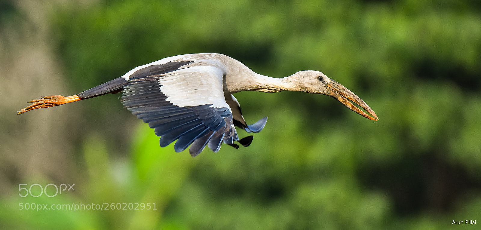 Nikon D500 sample photo. Asian openbill stork photography