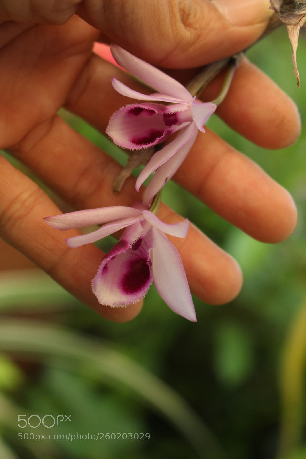 Canon EOS 700D (EOS Rebel T5i / EOS Kiss X7i) sample photo. Img photography