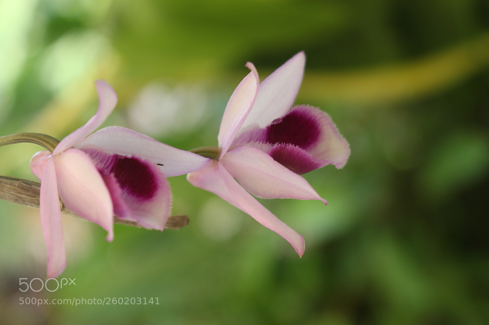 Canon EOS 700D (EOS Rebel T5i / EOS Kiss X7i) sample photo. Img photography
