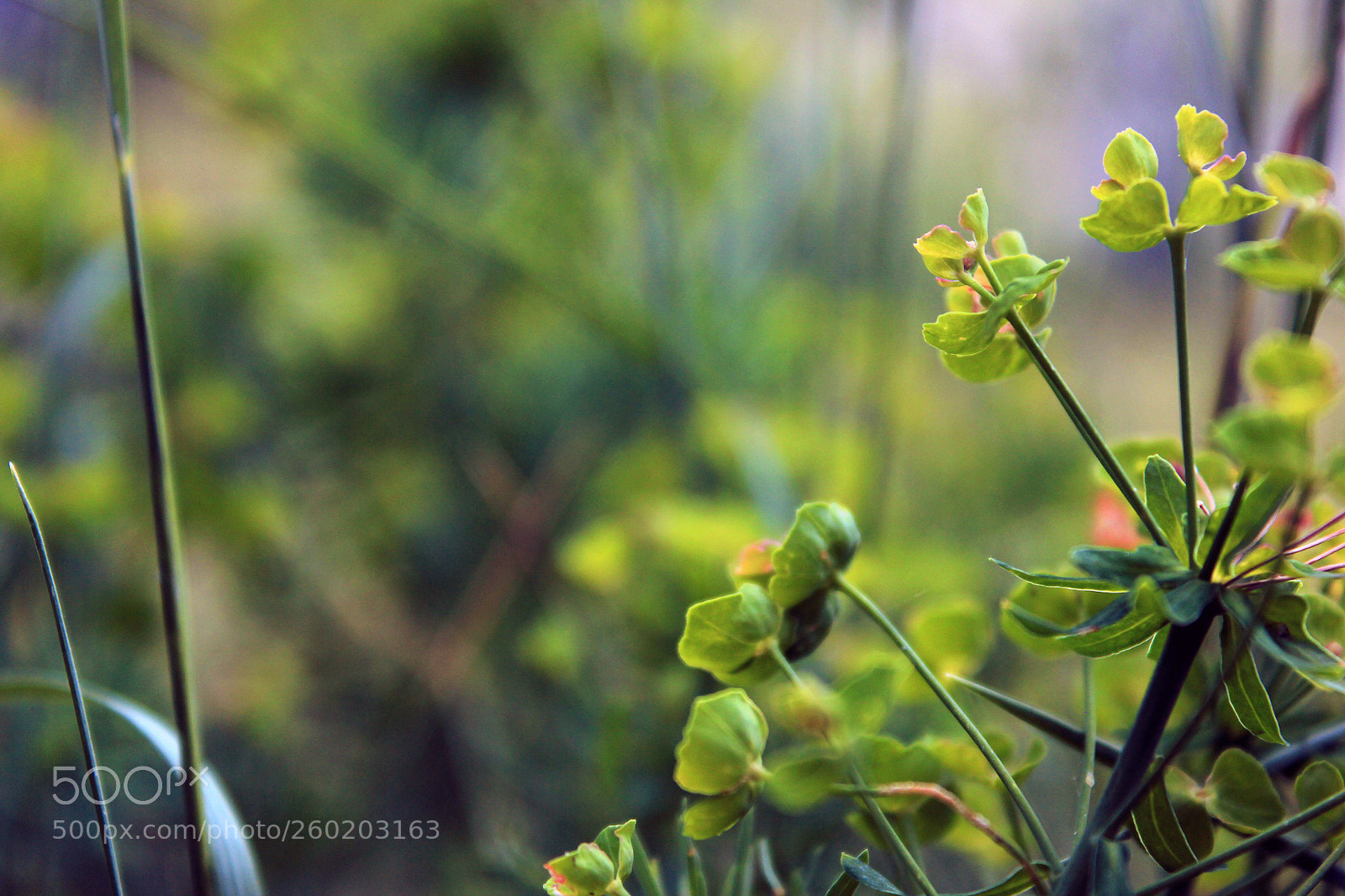 Canon EOS 550D (EOS Rebel T2i / EOS Kiss X4) sample photo. Euphorbia photography