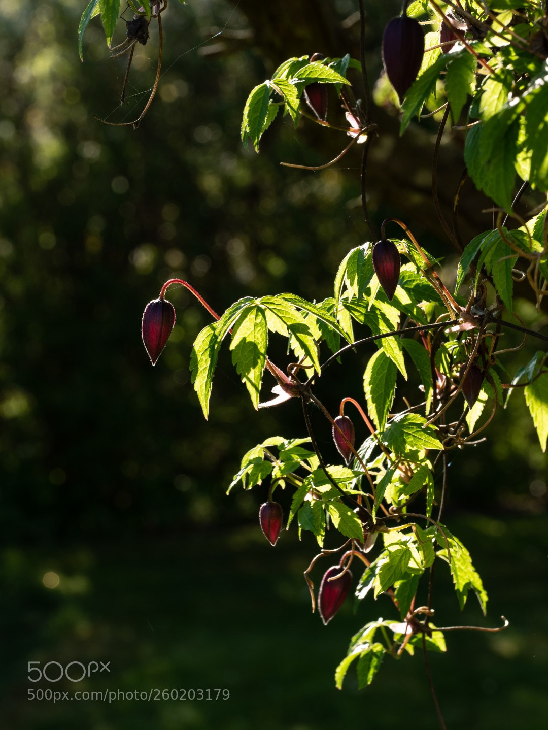 Panasonic Lumix DMC-GX7 sample photo. Clematis in the morning photography