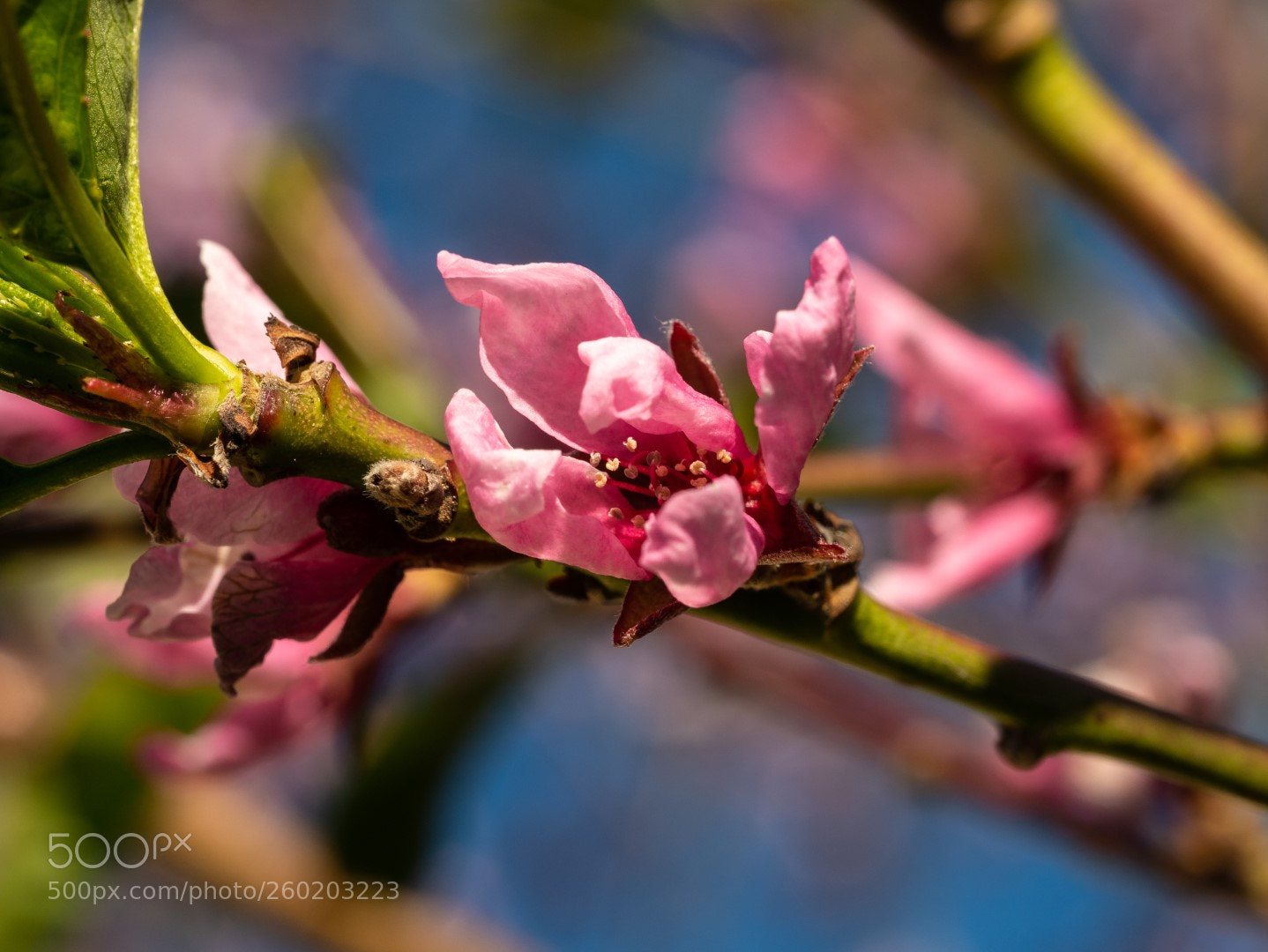 Panasonic Lumix DMC-GX7 sample photo. Peach flowers "riga" photography