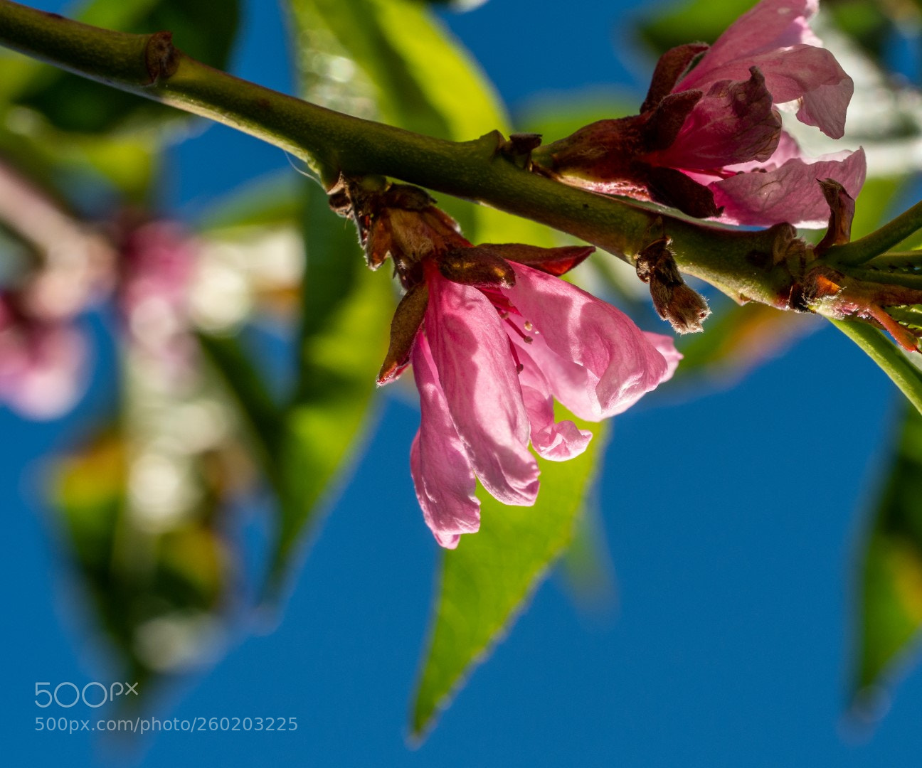 Panasonic Lumix DMC-GX7 sample photo. Peach flowers "riga" photography