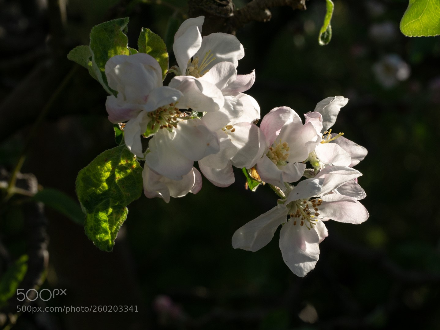 Panasonic Lumix DMC-GX7 sample photo. Apple flowers photography