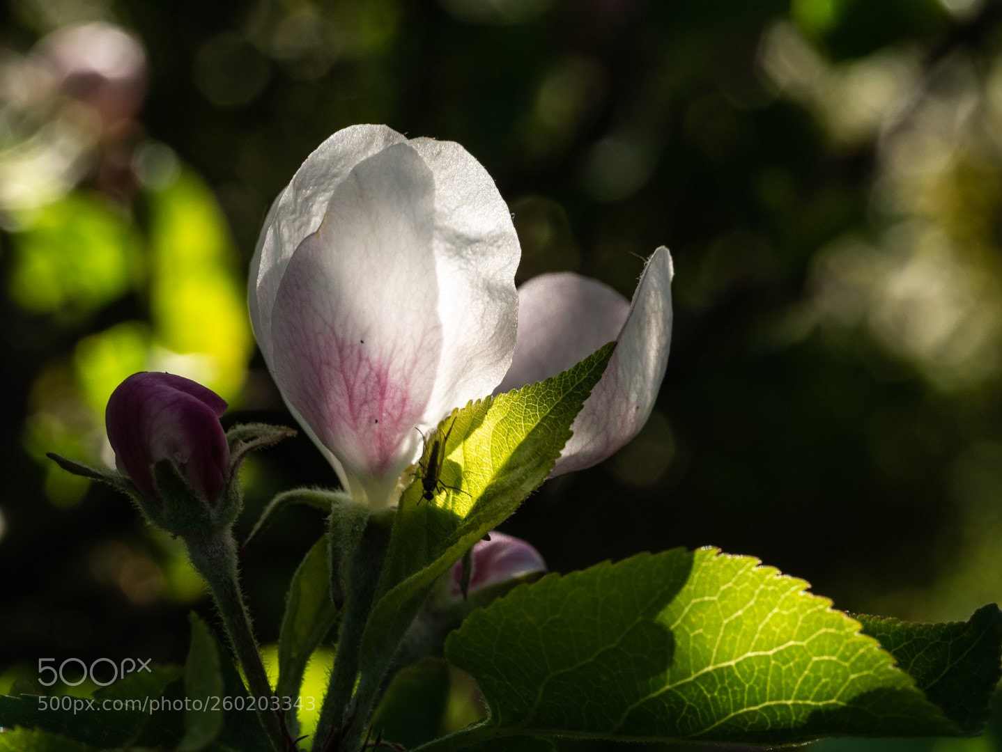 Panasonic Lumix DMC-GX7 sample photo. Apple flowers photography