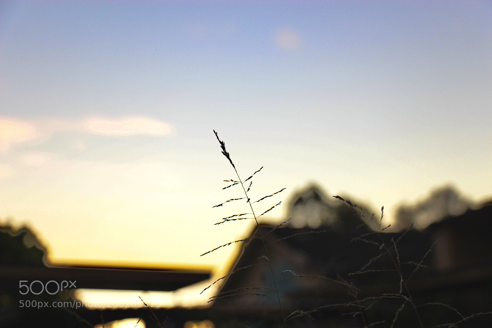 Canon EOS 700D (EOS Rebel T5i / EOS Kiss X7i) sample photo. Vulnerable  photography