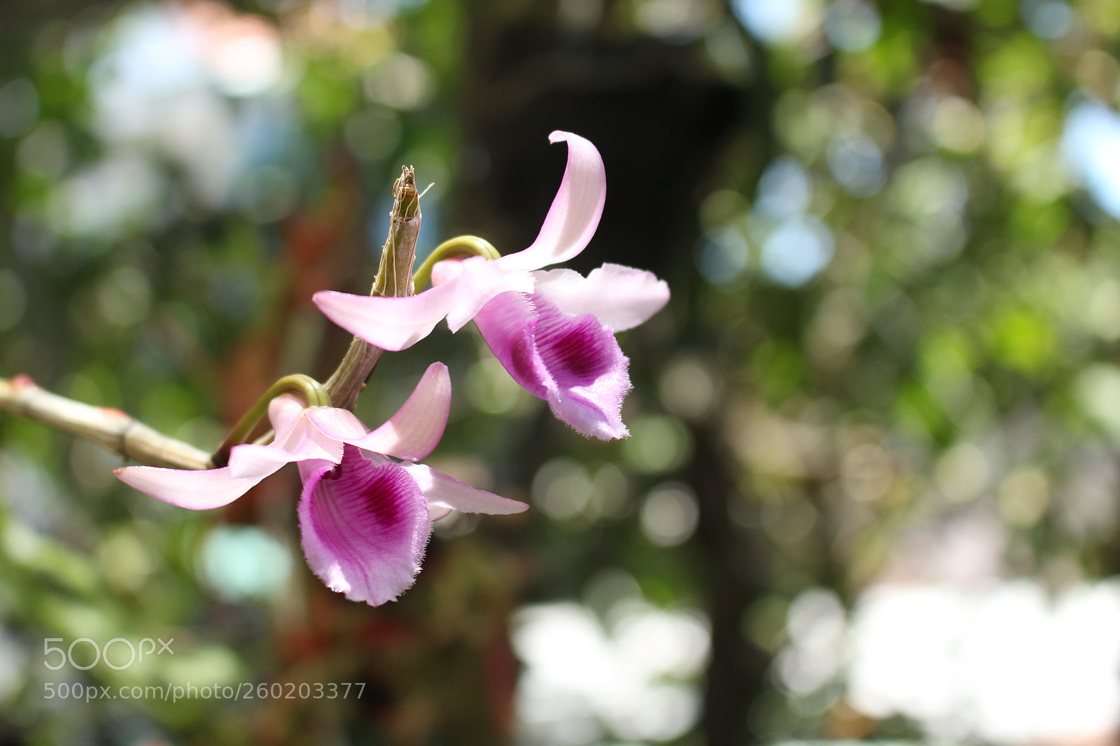 Canon EOS 700D (EOS Rebel T5i / EOS Kiss X7i) sample photo. Img photography