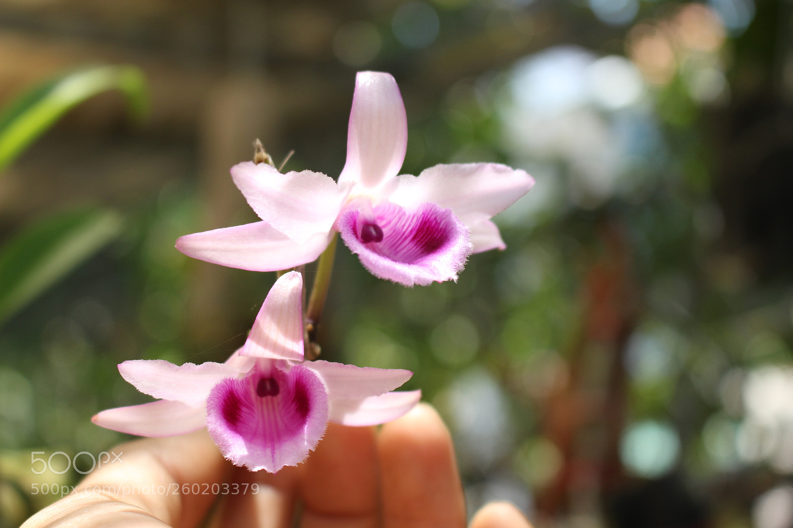 Canon EOS 700D (EOS Rebel T5i / EOS Kiss X7i) sample photo. Img photography