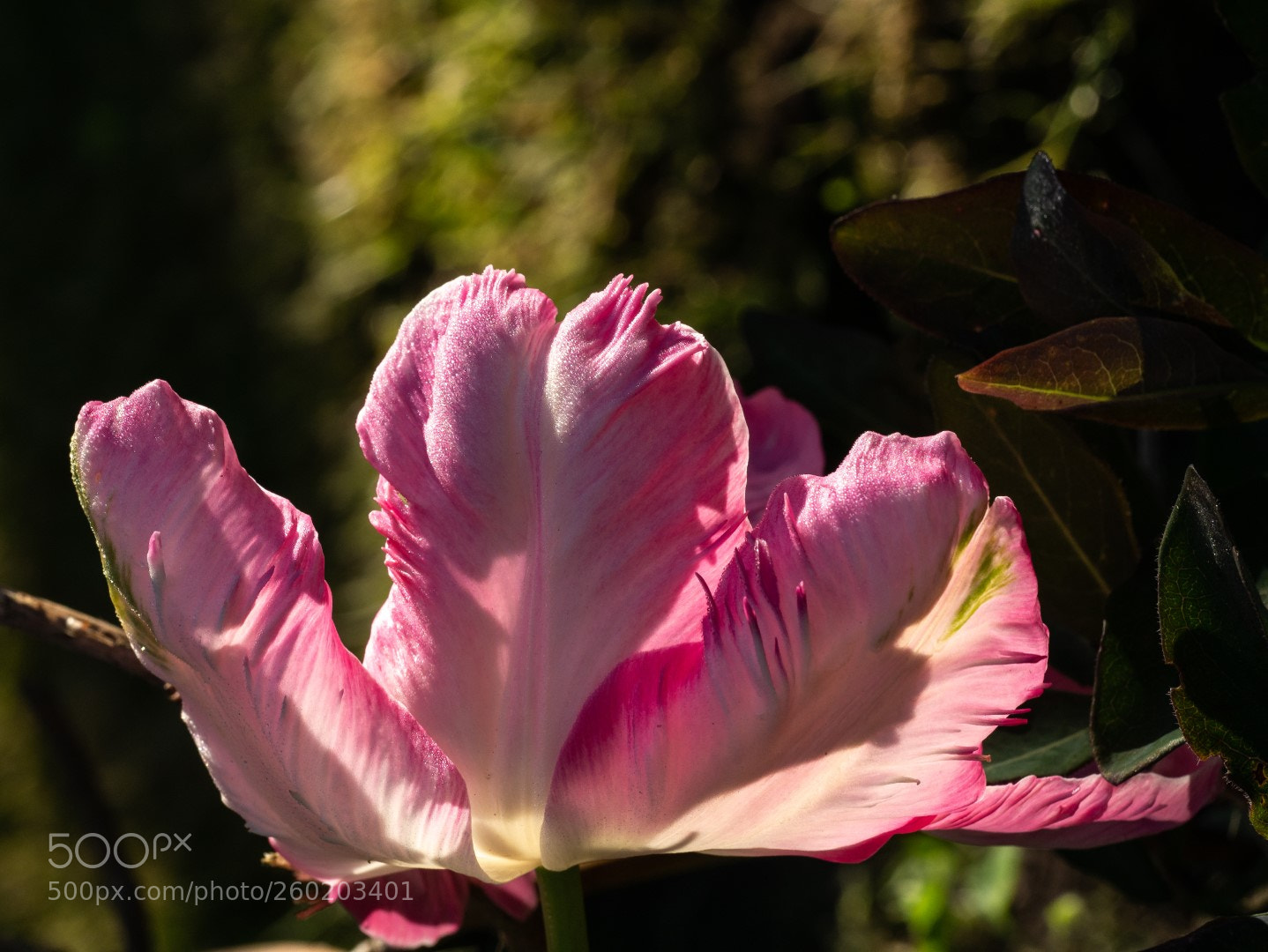 Panasonic Lumix DMC-GX7 sample photo. Tulip photography