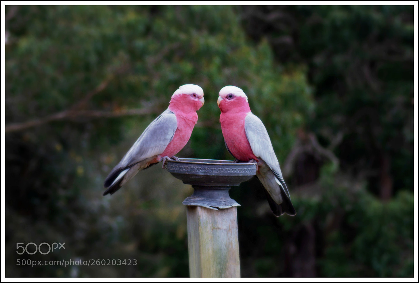 Nikon D5200 sample photo. Two galahs photography